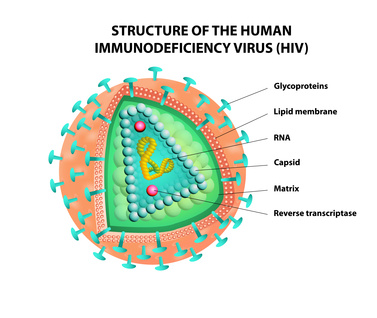 Structure of Human Immunodeficiency Virus (HIV)