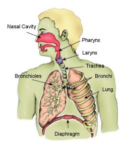 Respiratory Diagram
